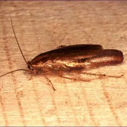 thumbnail for publication: Assessment-Based Pest Management of German Cockroaches